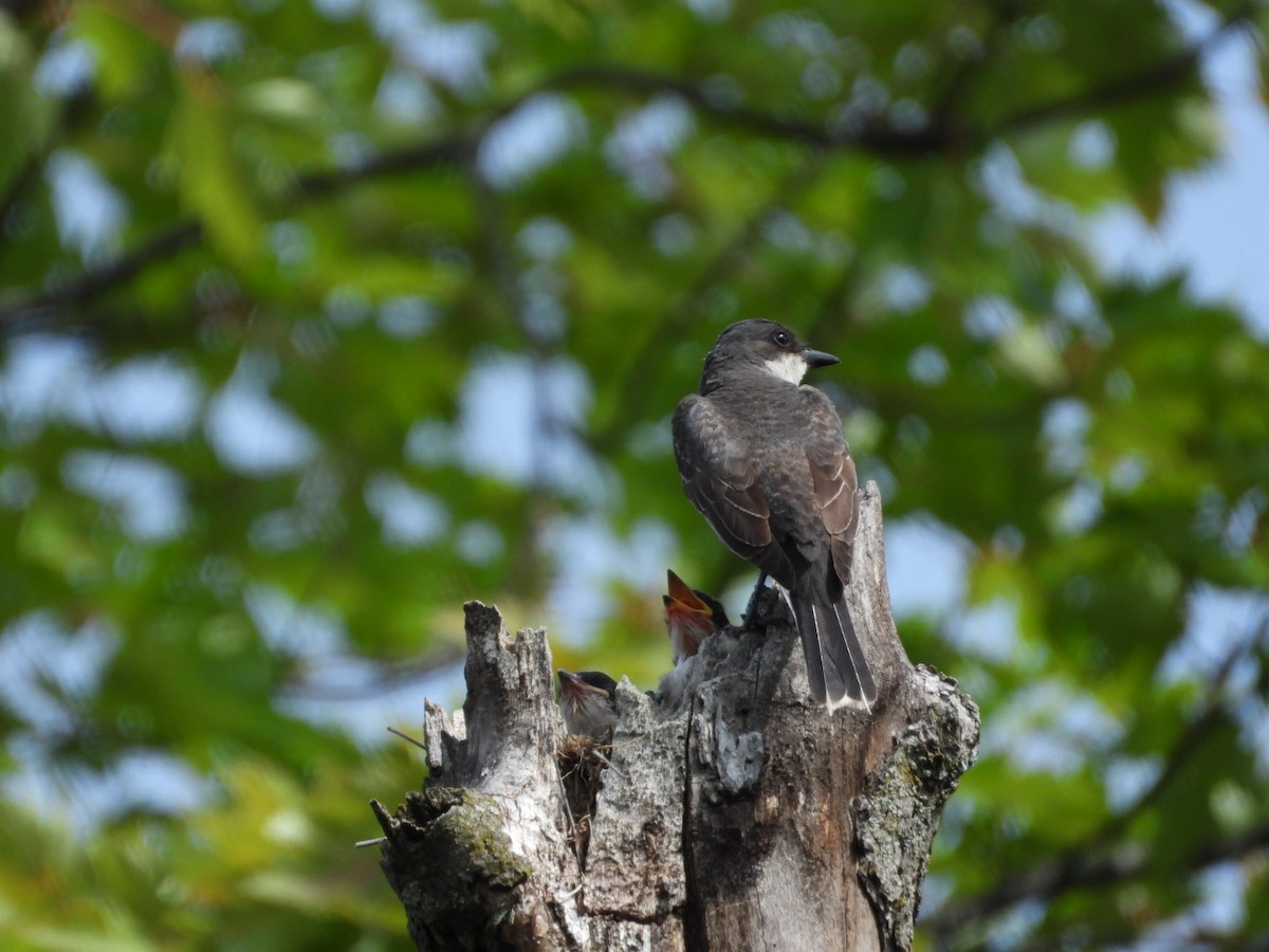 Eastern Kingbird - Manon Guglia