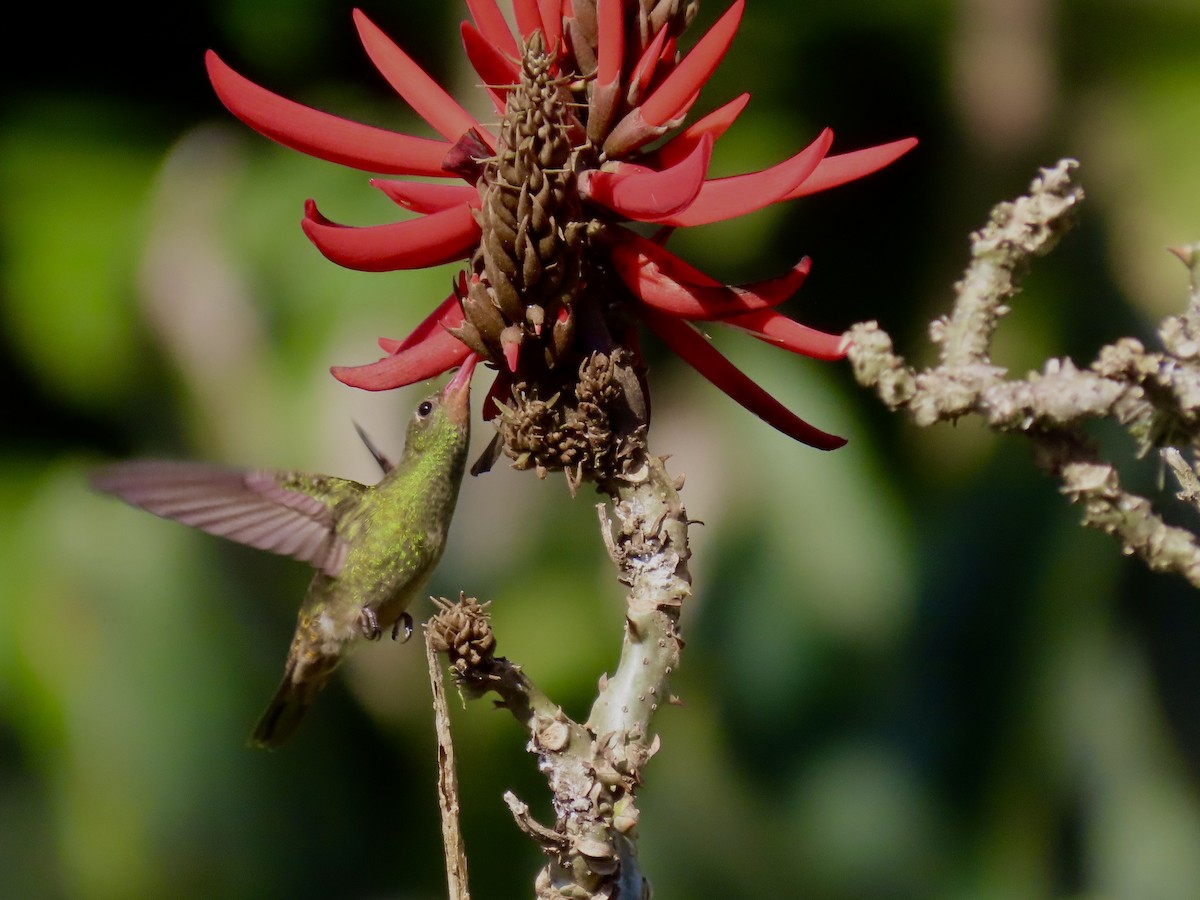 Gilded Hummingbird - Ines Vasconcelos