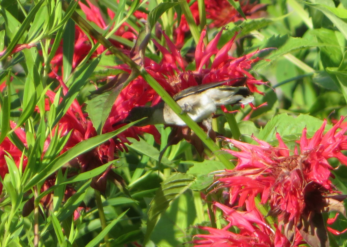 Ruby-throated Hummingbird - ML468813881