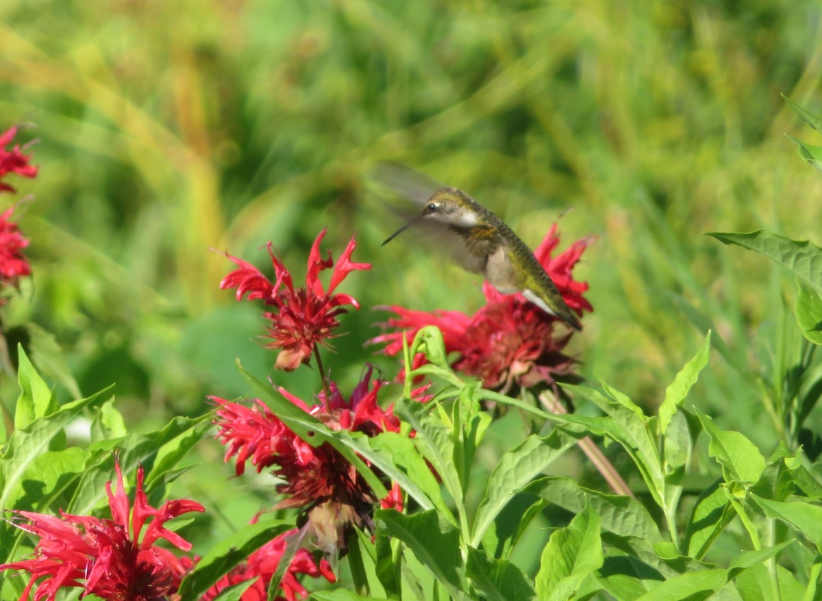 Ruby-throated Hummingbird - ML468813901