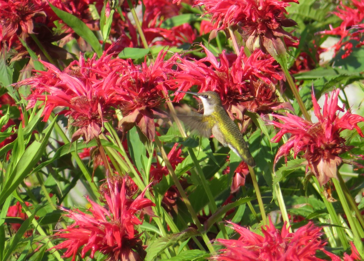 Ruby-throated Hummingbird - ML468813911