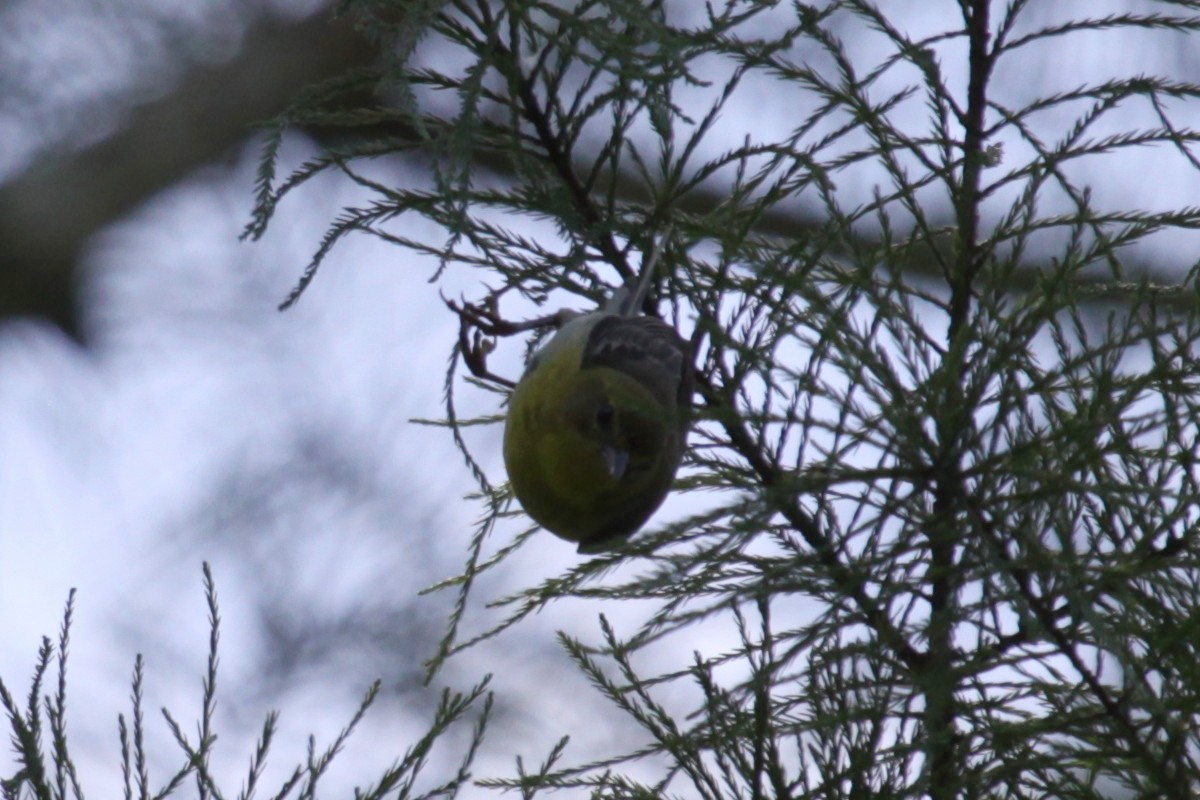Pine Warbler - ML468814431