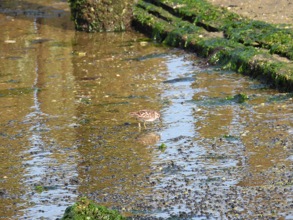 Least Sandpiper - ML468814571
