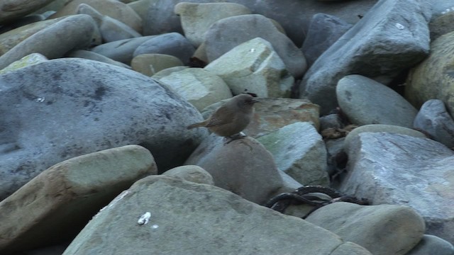 Cobb's Wren - ML468815