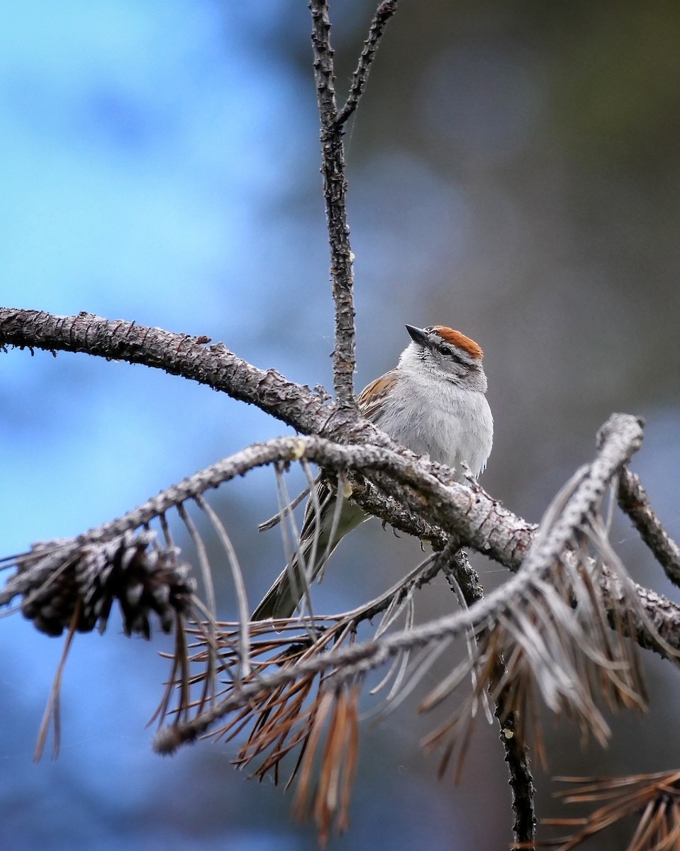 Chipping Sparrow - ML468815581