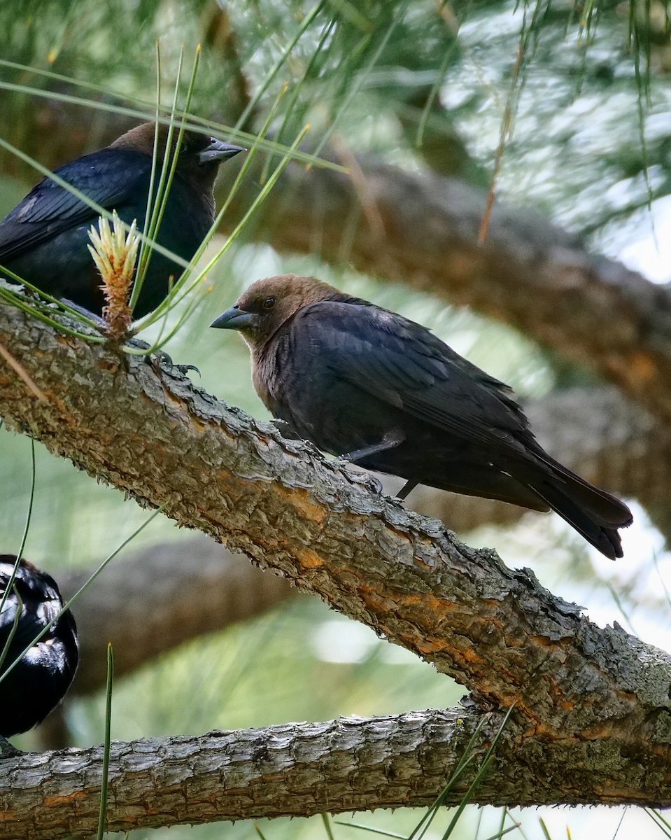 Brown-headed Cowbird - ML468815871