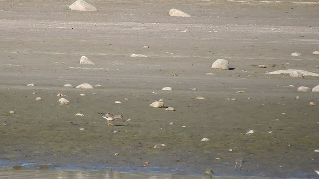 Pectoral Sandpiper - ML468815881