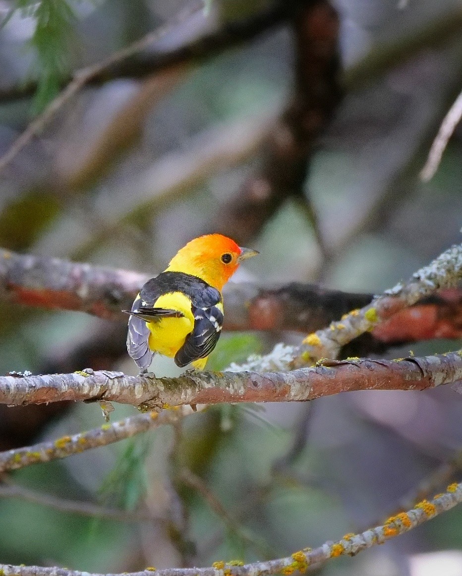 Western Tanager - ML468816021