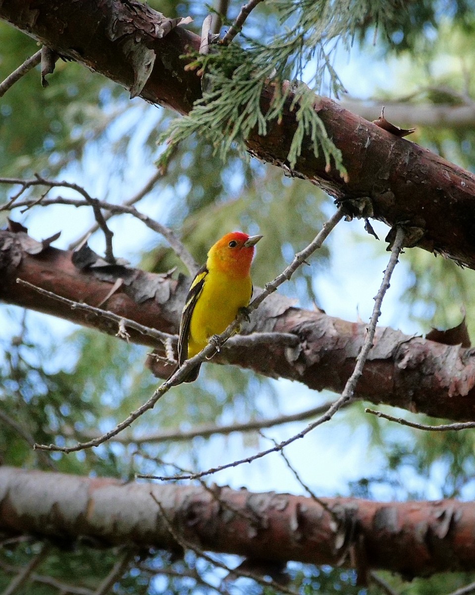 Western Tanager - ML468816031