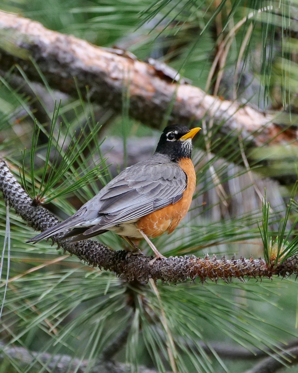 American Robin - ML468816231