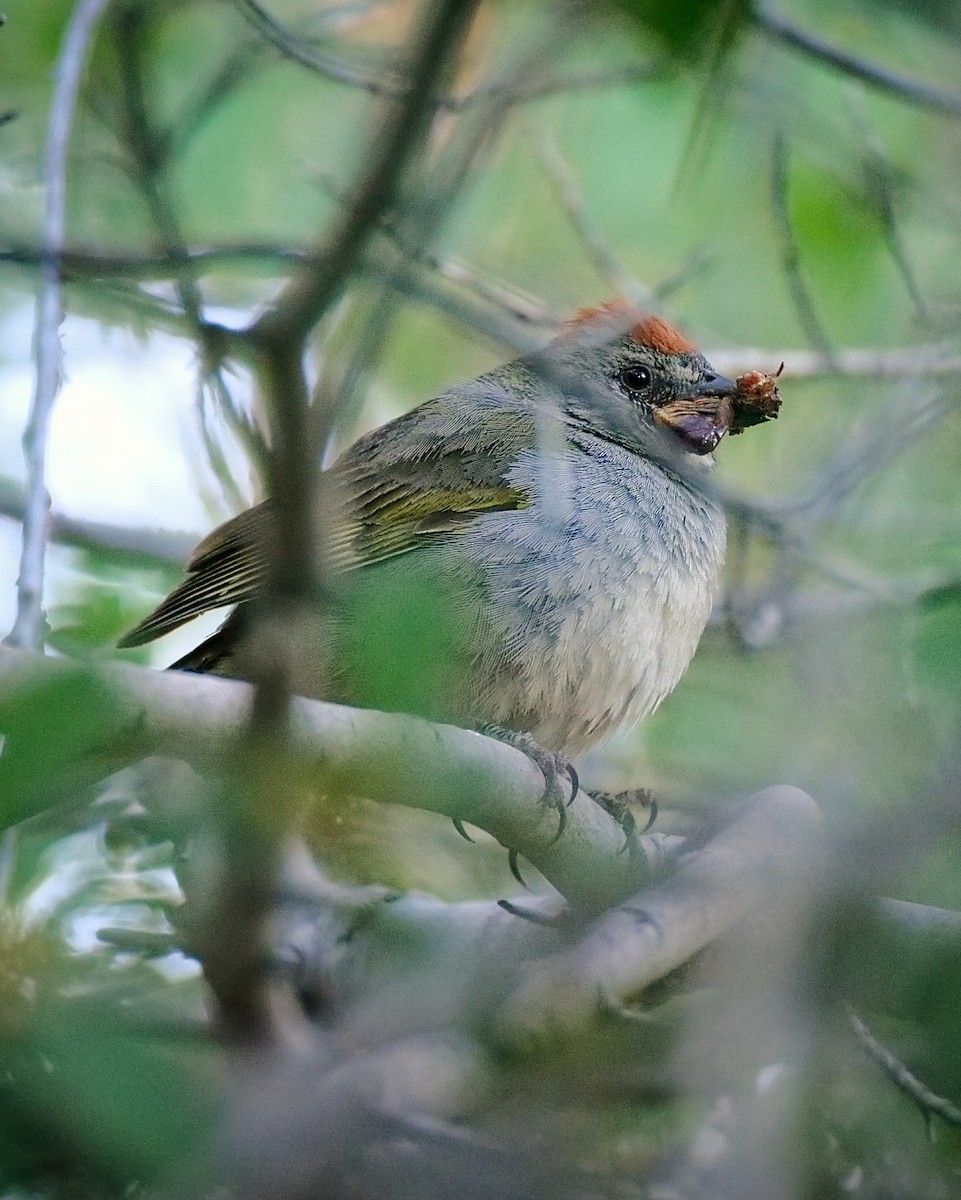 Green-tailed Towhee - ML468816671