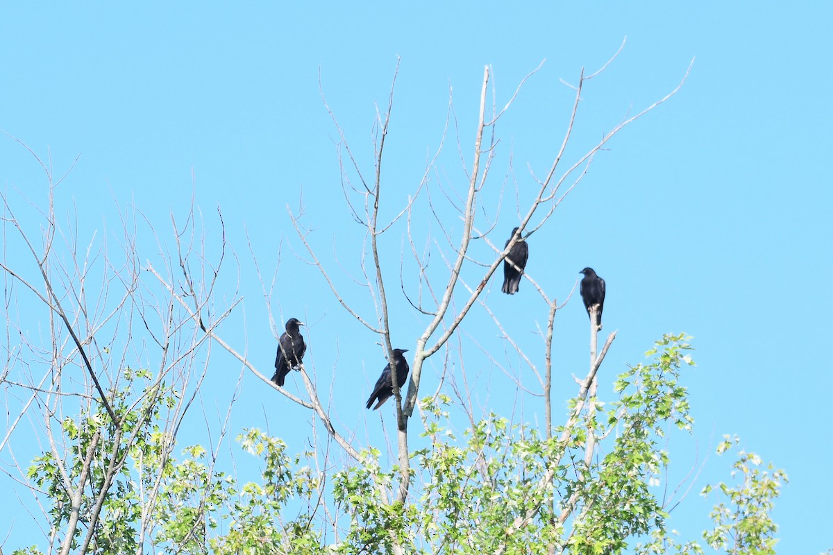 American Crow - ML468817871