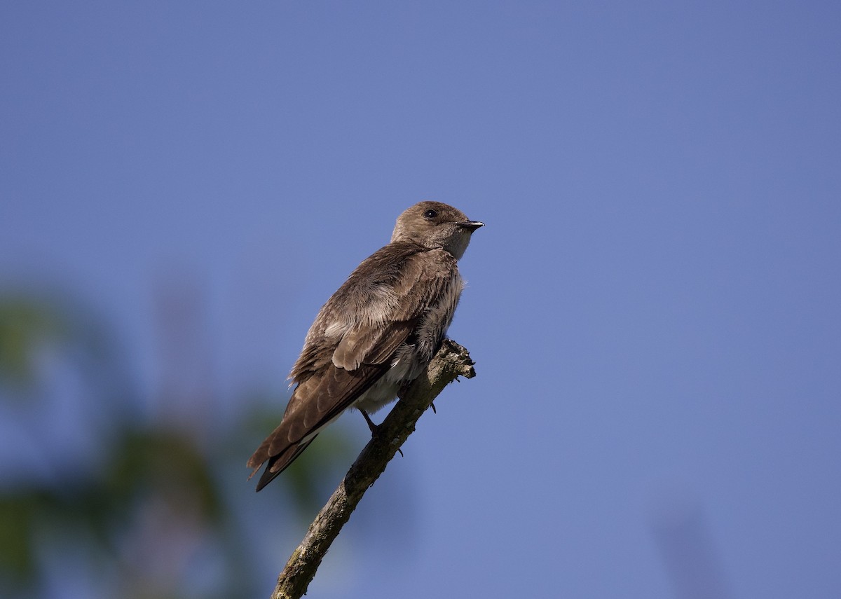 Northern Rough-winged Swallow - ML468817941