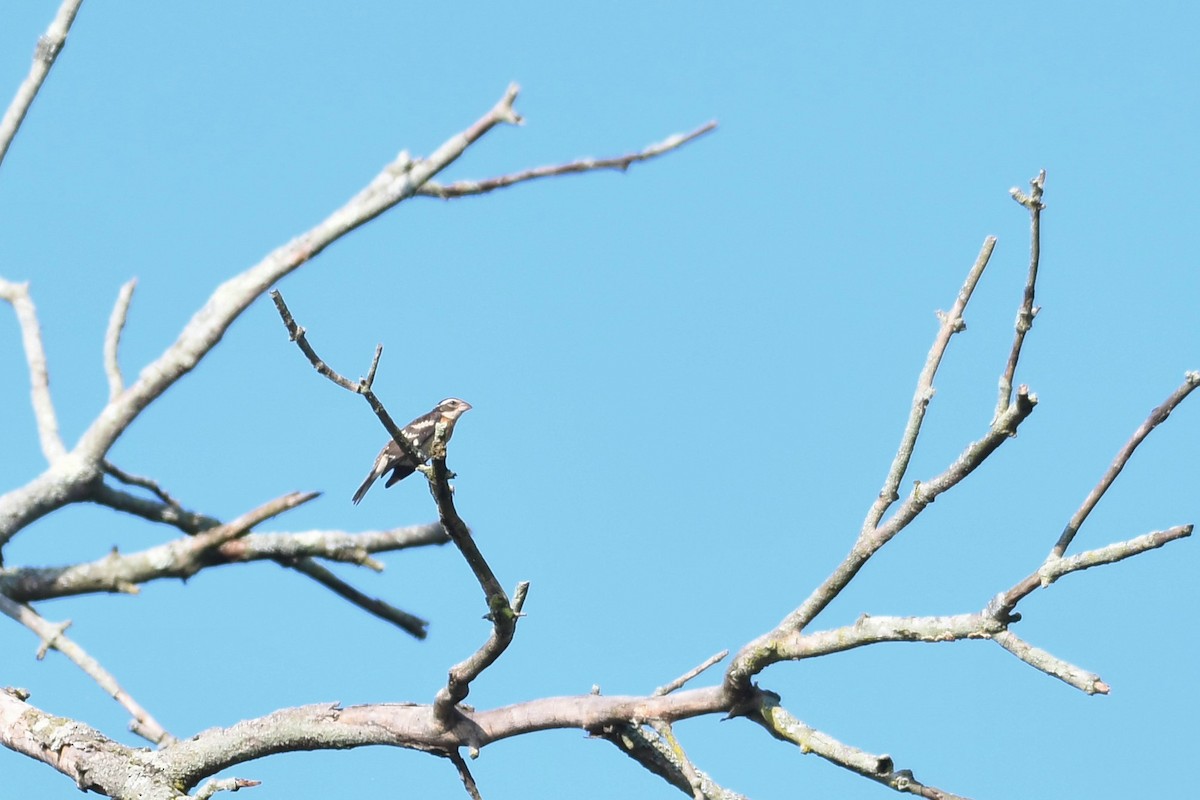 Rose-breasted Grosbeak - ML468817951