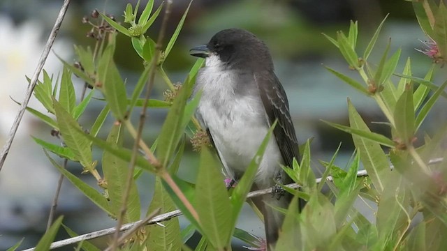 Eastern Kingbird - ML468818251