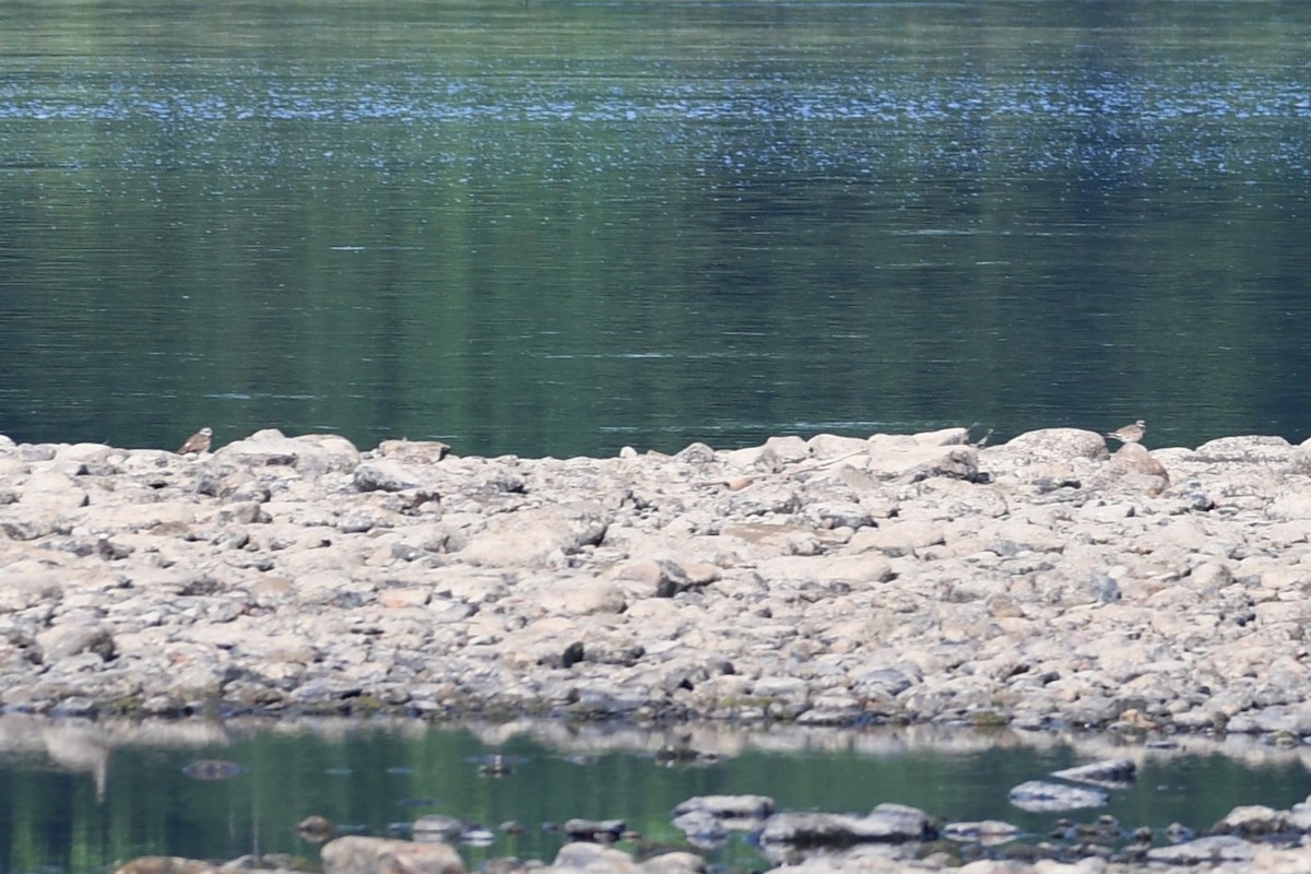 Killdeer - ML468818361