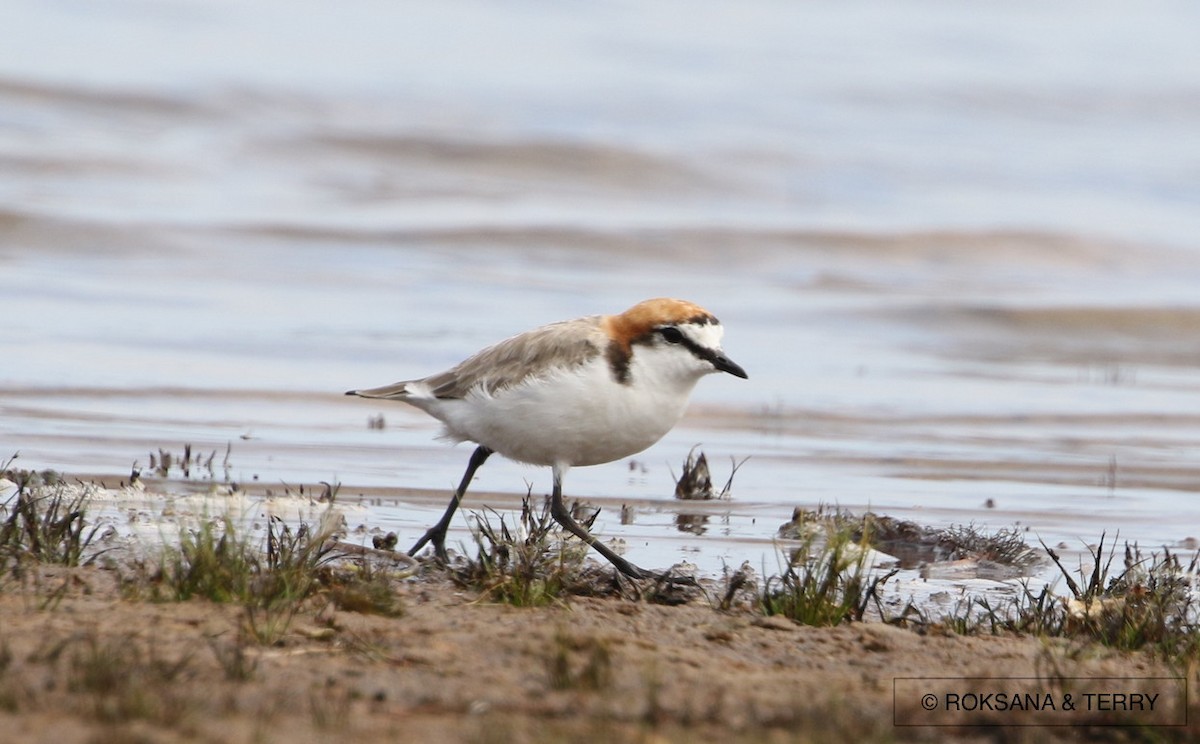 Red-capped Plover - Roksana and Terry