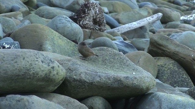 Cobb's Wren - ML468819