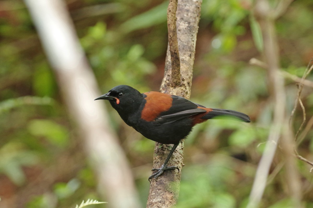 South Island Saddleback - Thibaud Aronson