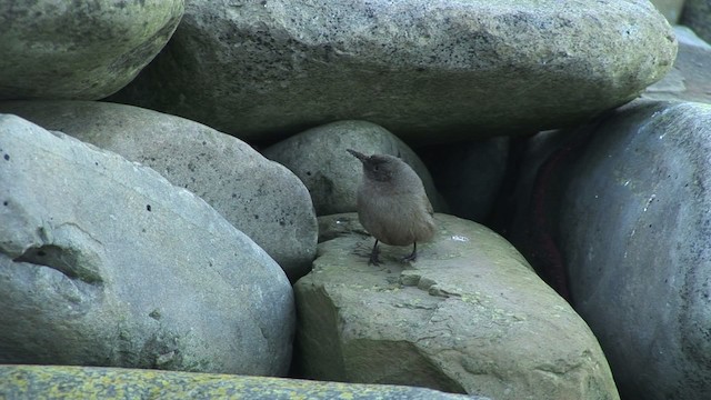 Cobb's Wren - ML468820