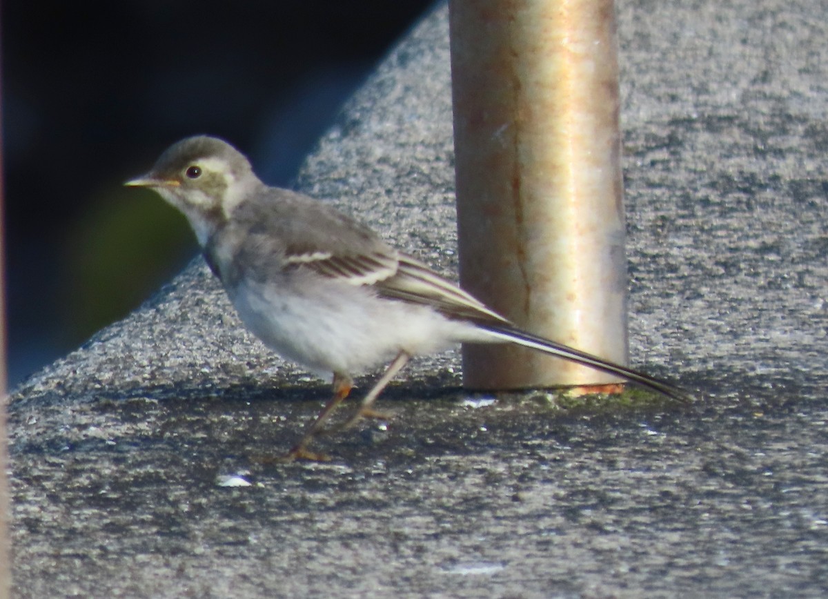 White Wagtail - ML468822631