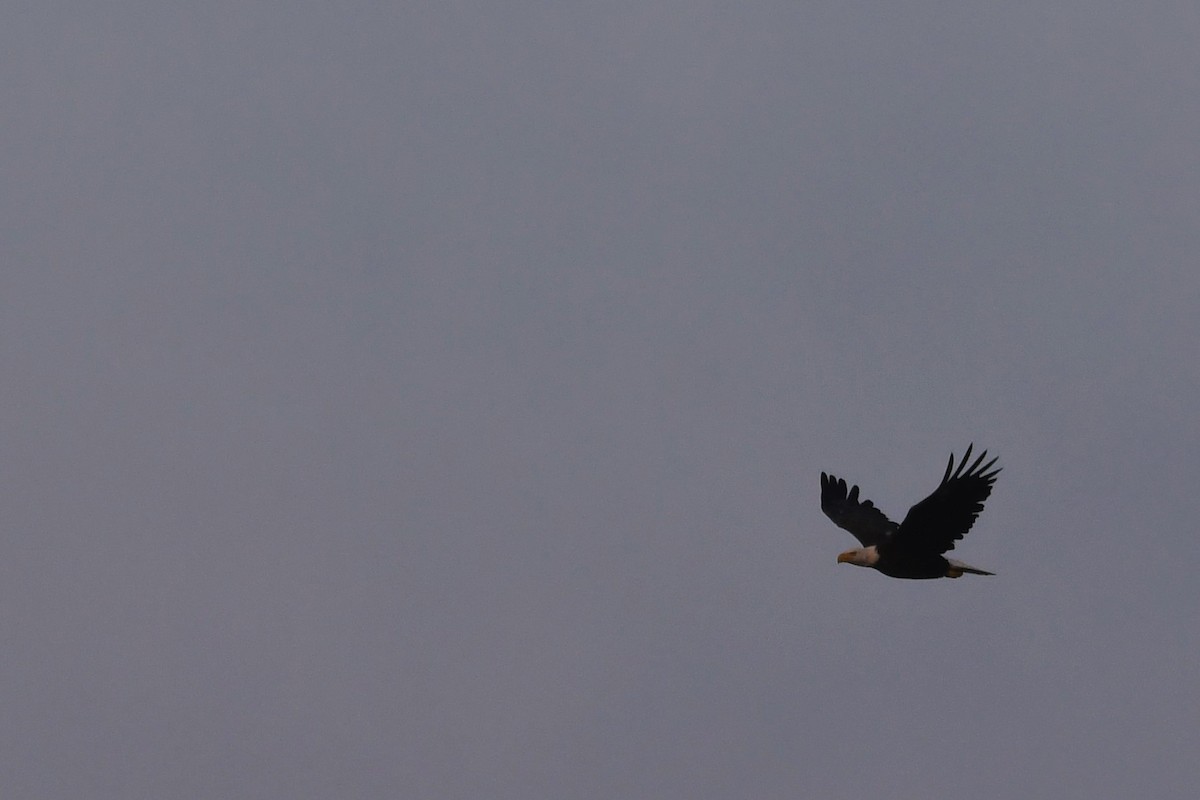 Bald Eagle - ML468822741