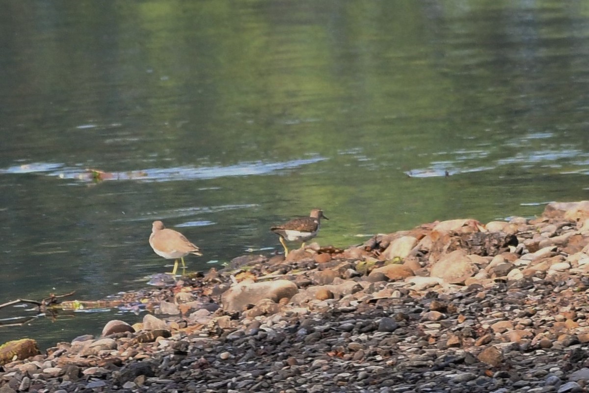 Spotted Sandpiper - ML468823531