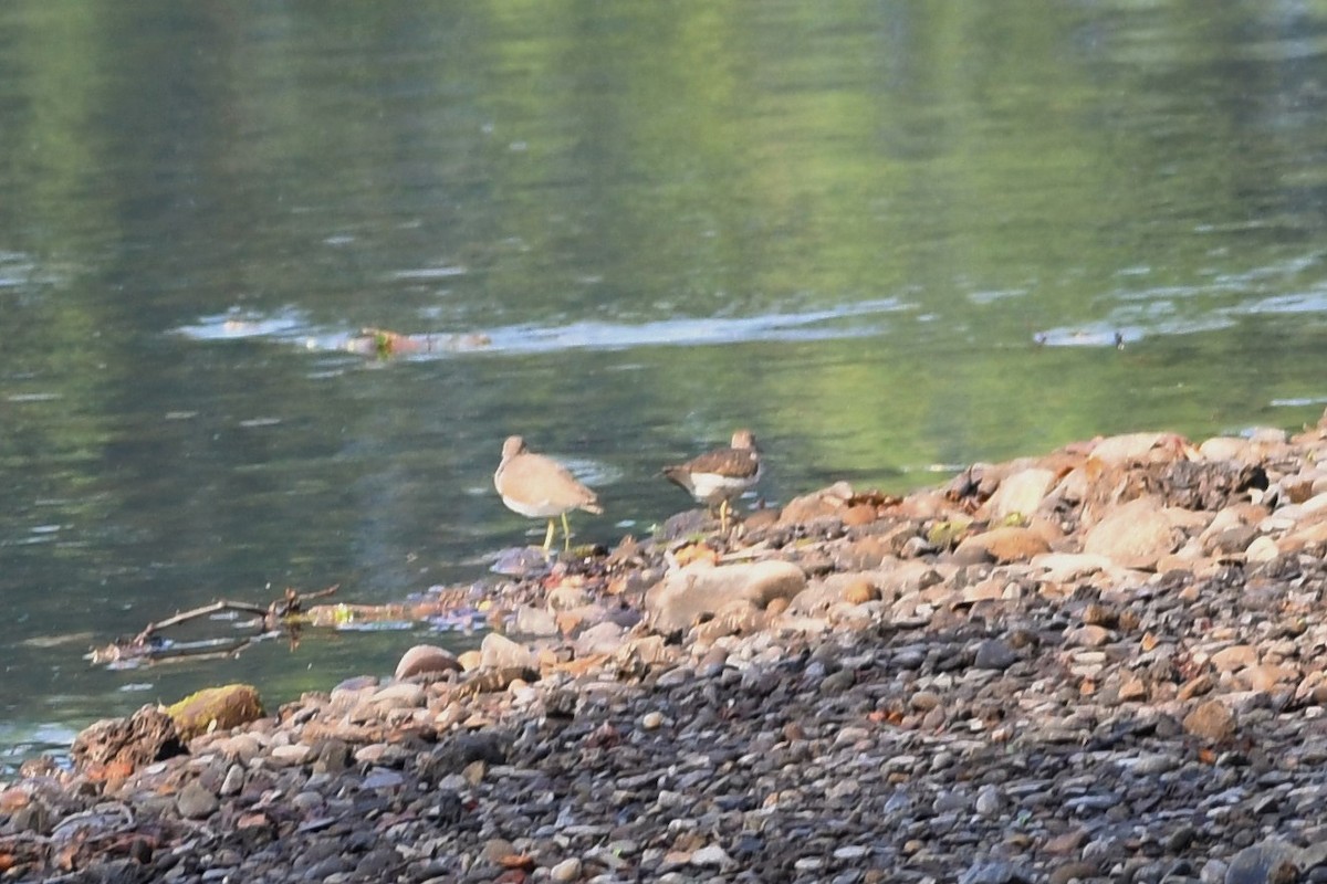 Spotted Sandpiper - ML468823541
