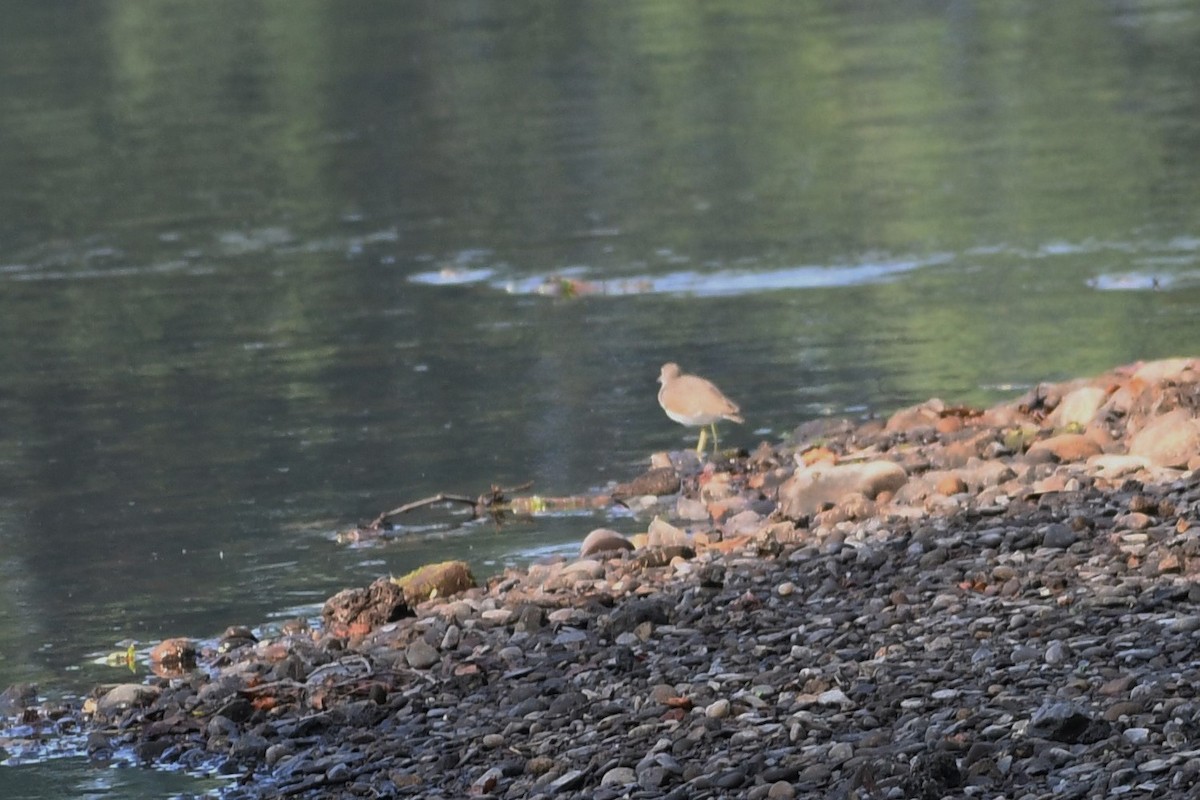 Solitary Sandpiper - ML468823691