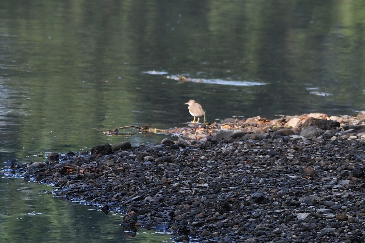 Solitary Sandpiper - ML468823701