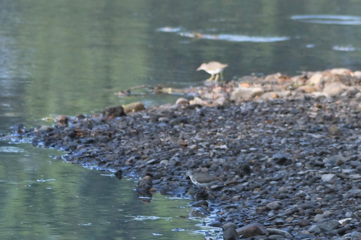 Spotted Sandpiper - ML468823711