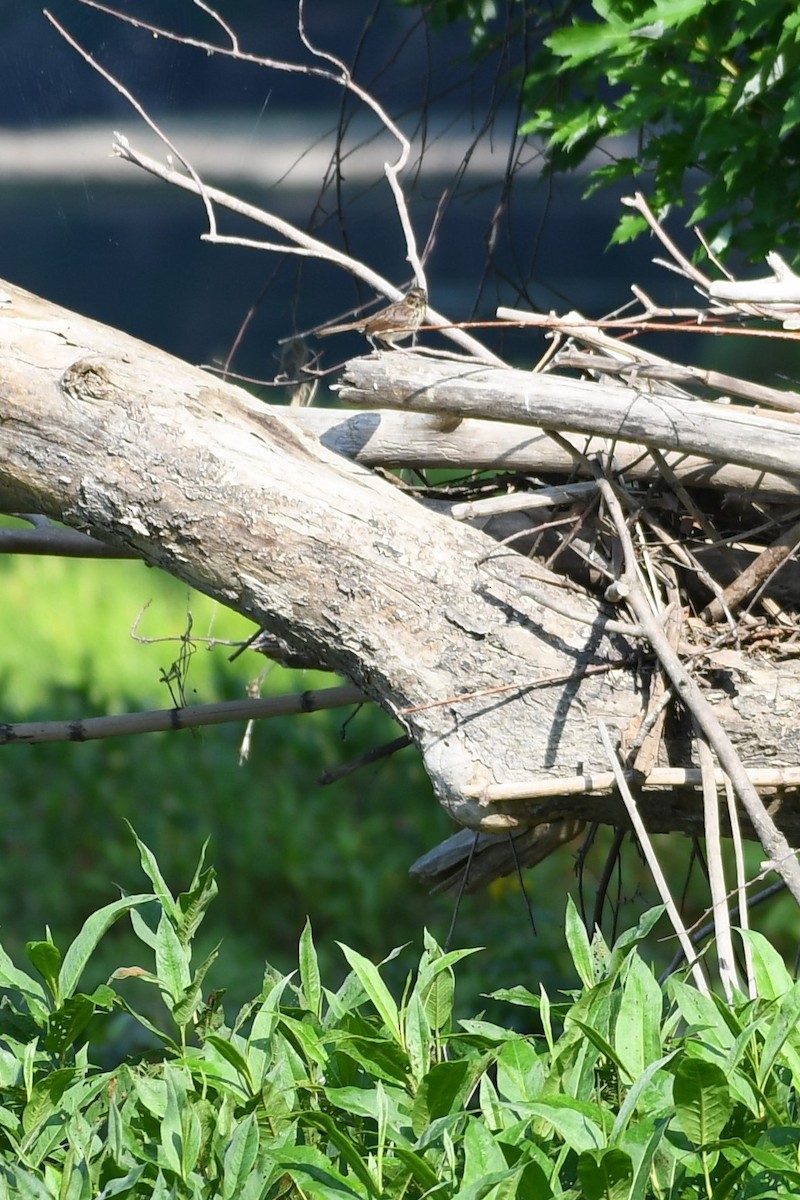 Song Sparrow - ML468823931