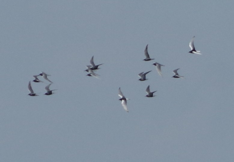 White-winged Tern - ML468824771