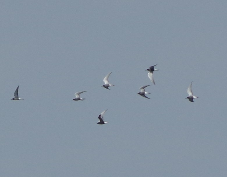 White-winged Tern - ML468824781
