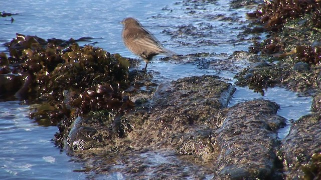 Falkland-Uferwipper (antarcticus) - ML468825