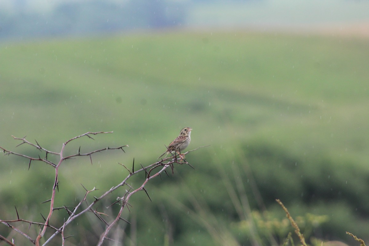 Henslow's Sparrow - ML468825381