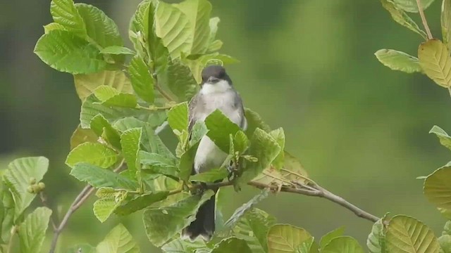 Eastern Kingbird - ML468825741