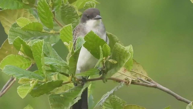 Eastern Kingbird - ML468825941