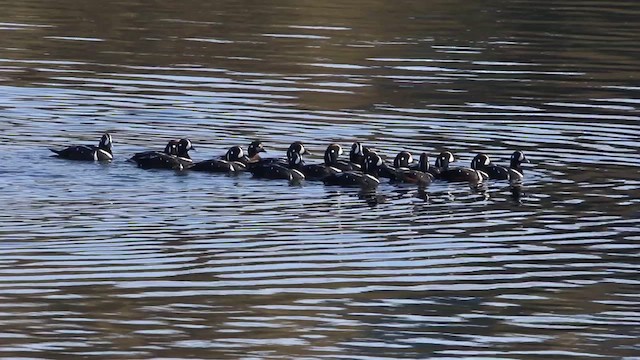 Harlequin Duck - ML468825951