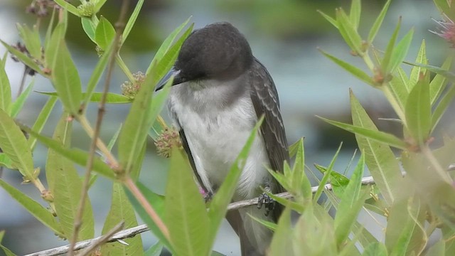 Eastern Kingbird - ML468826321