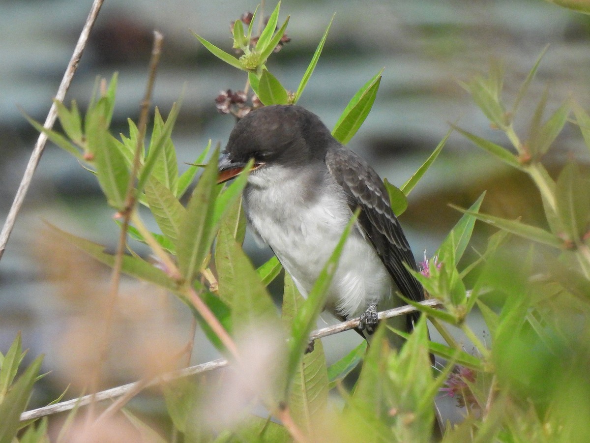 Eastern Kingbird - Dan O'Brien