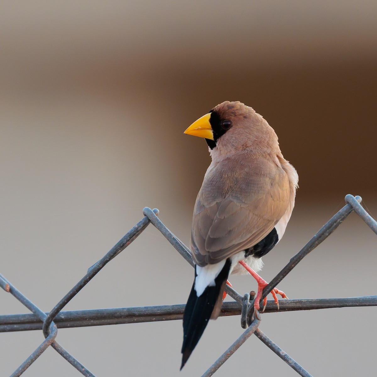 Masked Finch - Dana Cameron