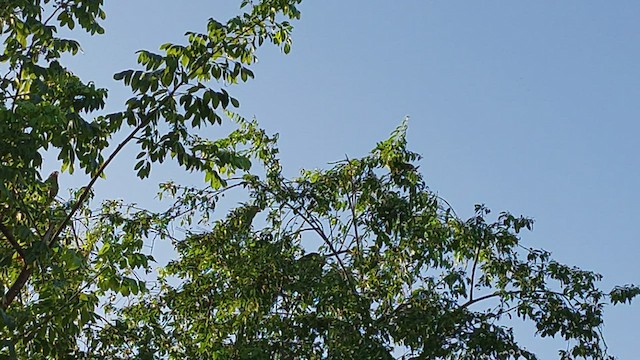 Cuban Parrot (Cayman Is.) - ML468828451