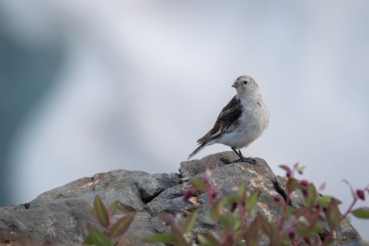 Snow Bunting - ML468828861