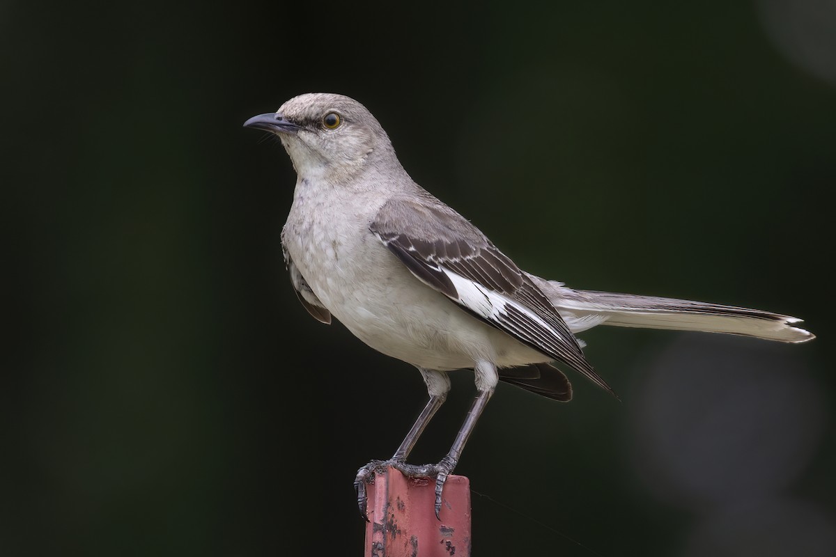 Northern Mockingbird - Ryan Jones