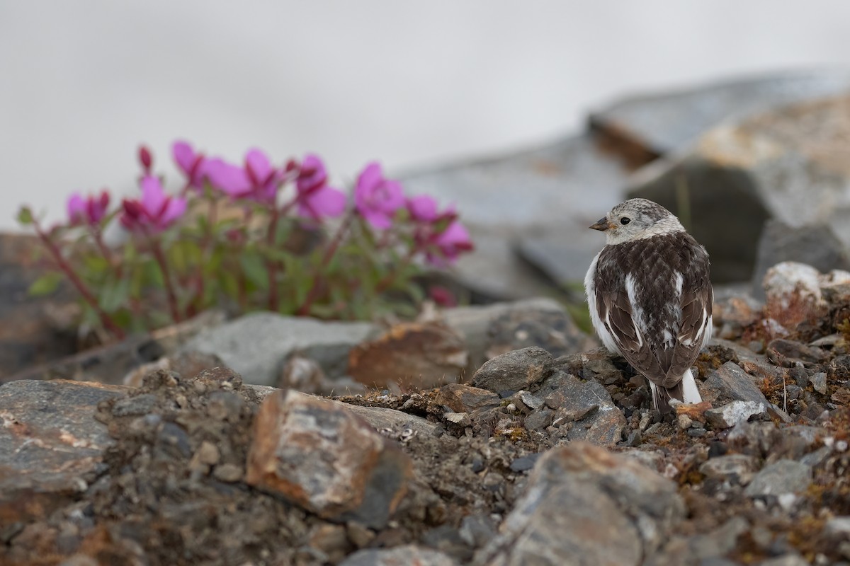 Snow Bunting - ML468829451