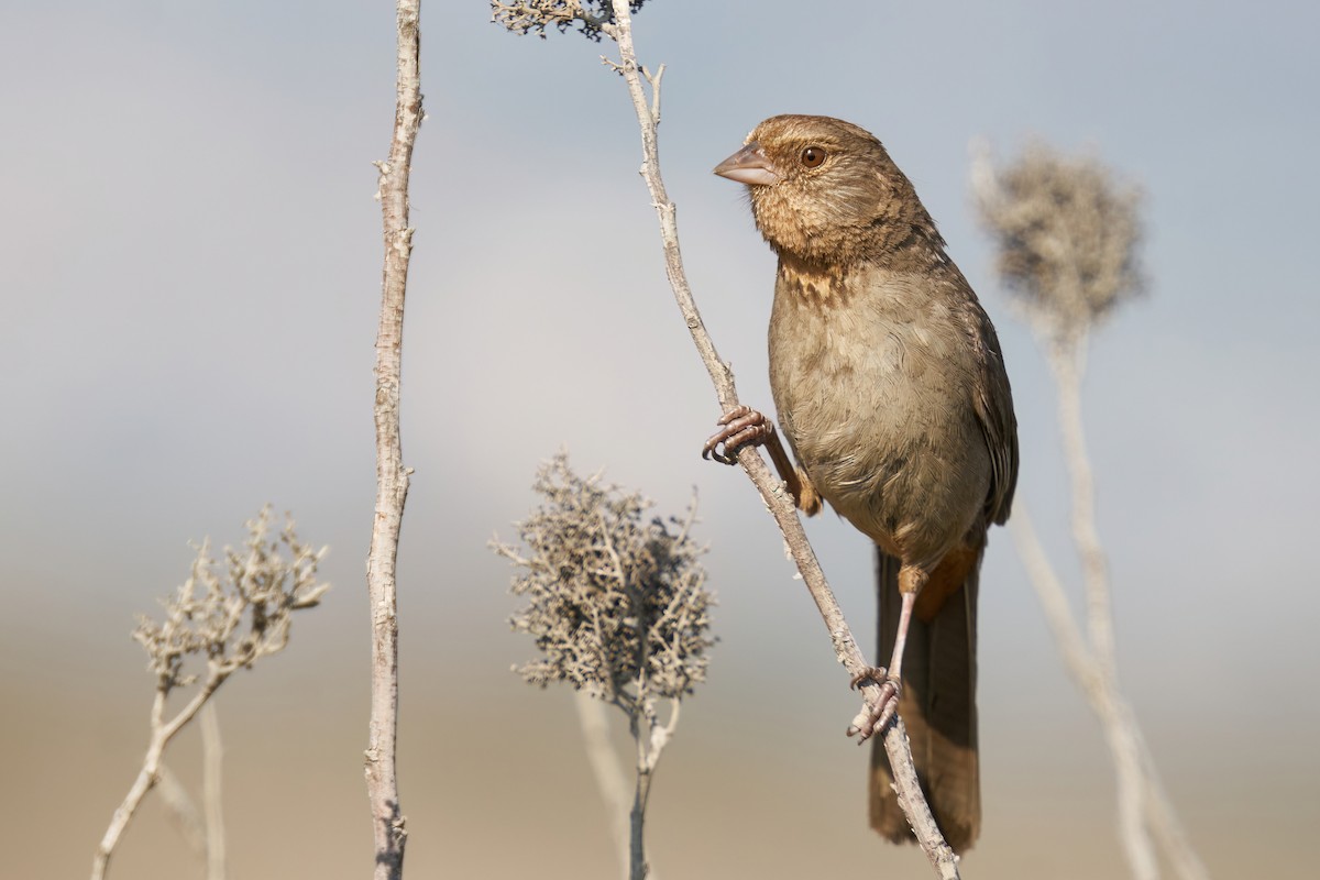 California Towhee - ML468830981