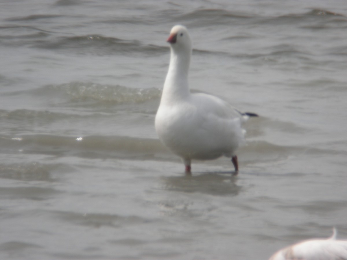 Ross's Goose - ML468831921