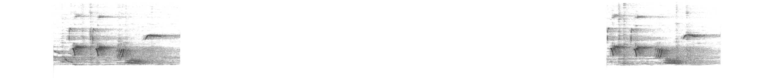 Тауї плямистий - ML468832271