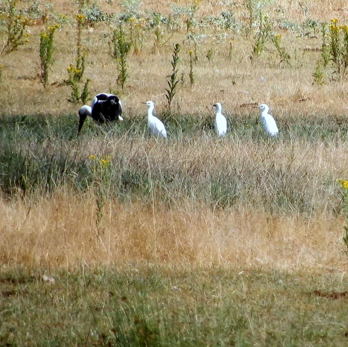 Western Cattle Egret - ML468833361